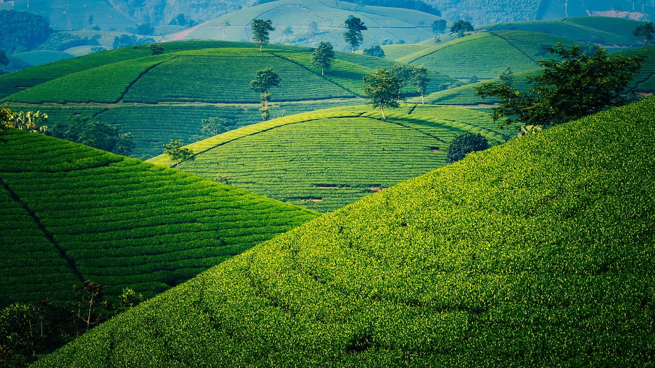 Forno Elétrico Fischer Turbo Fast 80 Litros - Image 2